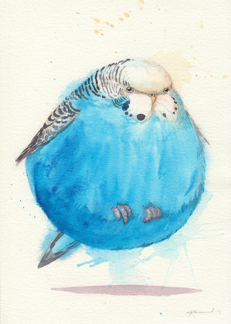 Bouncing budgie Brenda