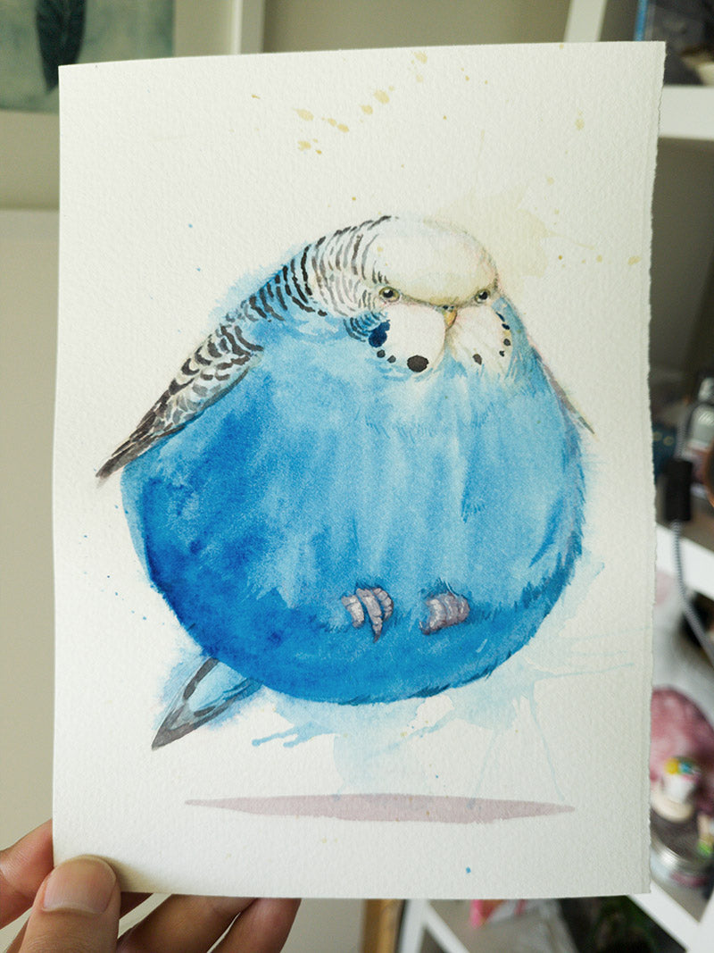 Bouncing budgie Brenda