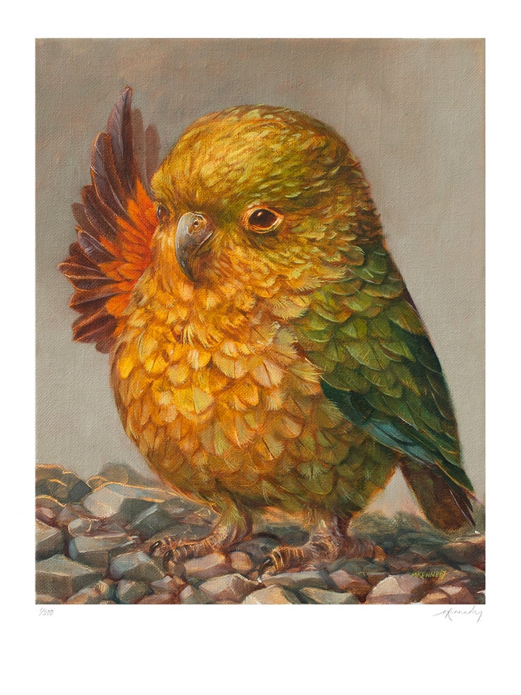 Cheeky Waving Kea